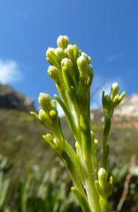 Leucadendron ericifolium