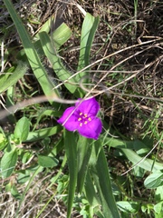 Tradescantia tharpii