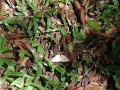 Calletaera dentata
