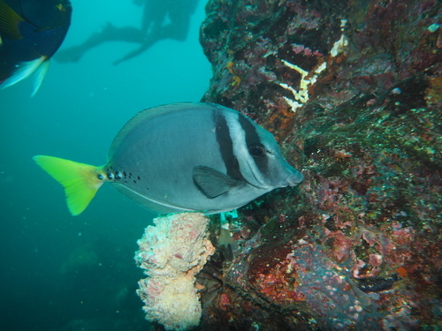 Razor Surgeonfish