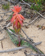 Lachenalia bulbifera