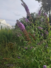 Buddleja davidii