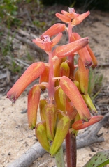 Lachenalia bulbifera