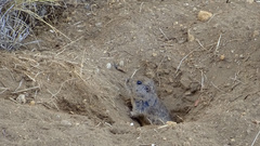 Ctenomys