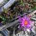 Lampranthus macrosepalus - Photo (c) Tony Rebelo, algunos derechos reservados (CC BY-SA), subido por Tony Rebelo