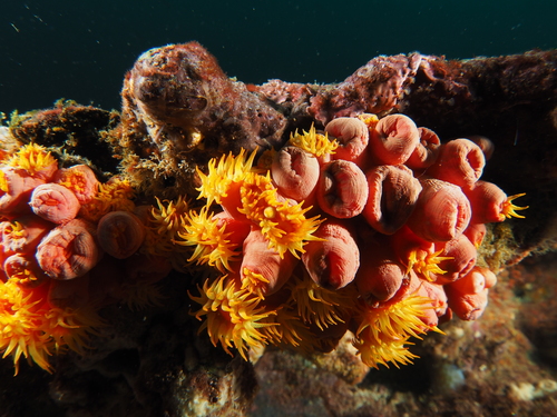 Tubastrea coral