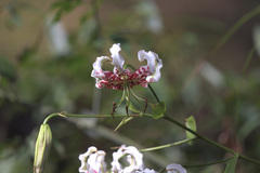 Lilium speciosum