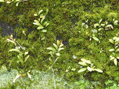 Pyrrosia linearifolia