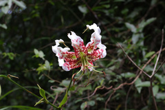 Lilium speciosum