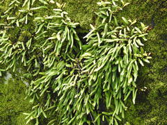 Pyrrosia linearifolia