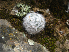 Crassula barbata barbata