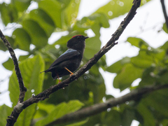 Chiroxiphia lanceolata