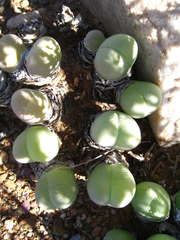 Gibbaeum heathii