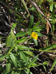 Sphagneticola calendulacea