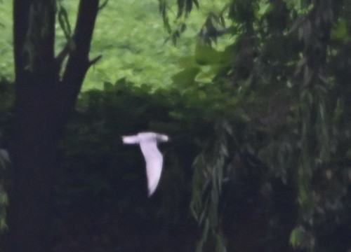 Whiskered Tern