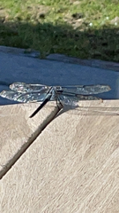 Libellula axilena