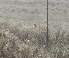 Melierax canorus canorus