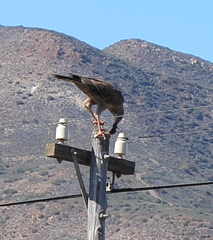 Melierax canorus canorus