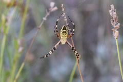 Argiope bruennichi