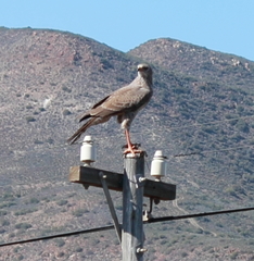 Melierax canorus canorus