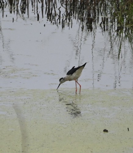 Black-winged Stilt