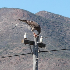 Melierax canorus canorus