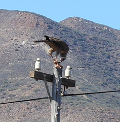 Melierax canorus canorus
