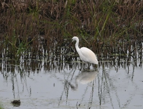 Little Egret