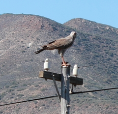 Melierax canorus canorus