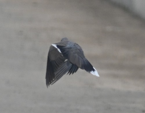 Spotted Dove