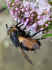 Nowickia ferox