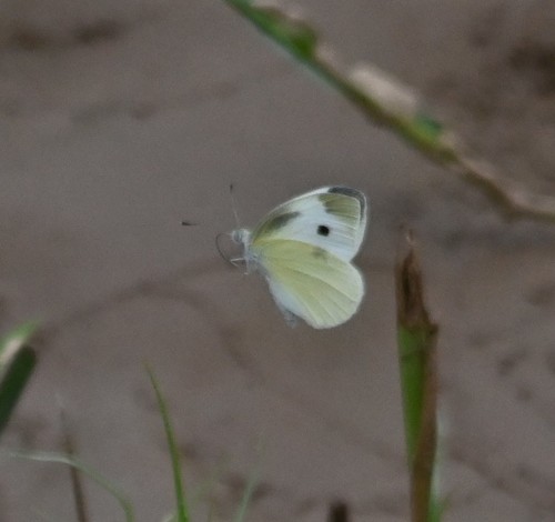 Small White