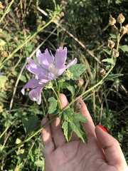 Malva thuringiaca
