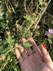 Malva thuringiaca