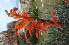 Chasmanthe aethiopica