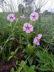 Lycianthes moziniana