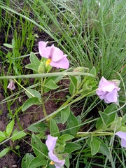 Lycianthes moziniana