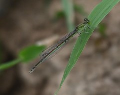 Erythromma