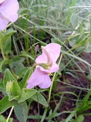 Lycianthes moziniana
