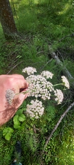 Ostericum tenuifolium