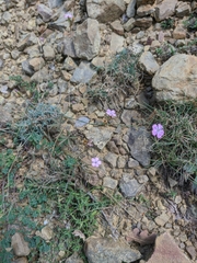 Dianthus humilis
