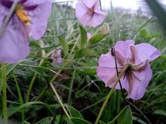 Lycianthes moziniana