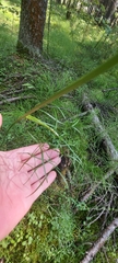 Ostericum tenuifolium