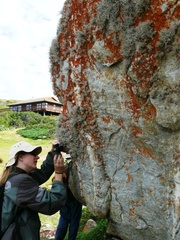 Roccellina hypomecha