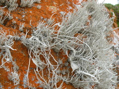 Roccellina hypomecha