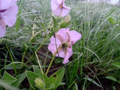 Lycianthes moziniana