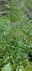 Ostericum tenuifolium
