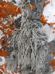 Roccellina hypomecha