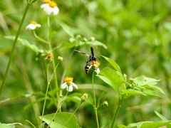Phimenes flavopictus formosanus