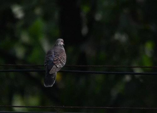 Oriental Turtle-Dove